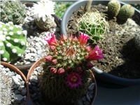 1b3fef98-Mammillaria bambusiphila var. parva.jpg